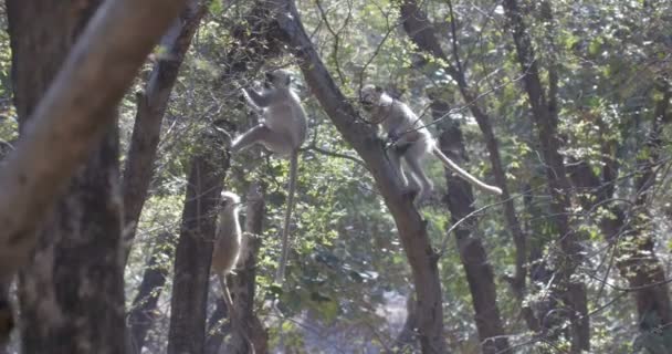 Langurs Κάθονται Στο Κλαδί Δέντρου Στο Εθνικό Πάρκο Ρενθάμπορι Ινδία — Αρχείο Βίντεο