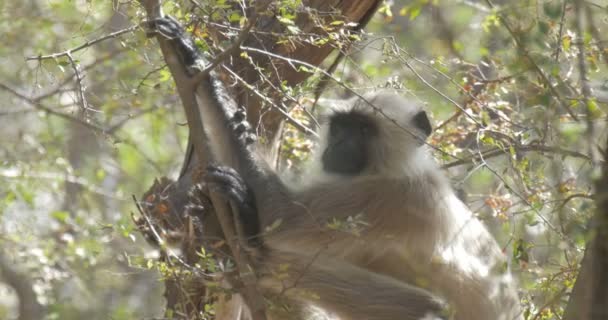 Ranthambore 国家公园的年轻叶猴猴坐在树上 — 图库视频影像