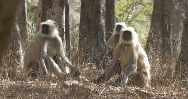 Monos Adultos Langur Sentados Suelo — Vídeos de Stock