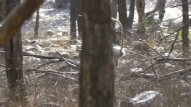 Ağaç dalı üzerinde oynarken langur maymun