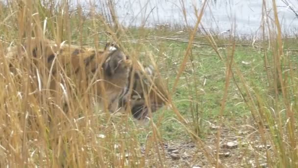 Tigre Caminhando Atrás Árvore Parque Nacional Ranthambore Índia — Vídeo de Stock