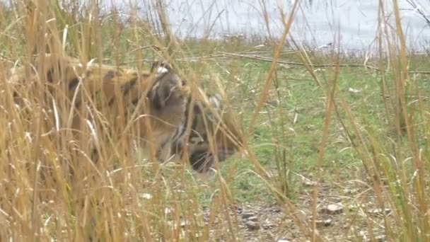 Ranthambore Milli Parkı Hindistan Ağacın Arkasında Yürüyüş Tiger — Stok video