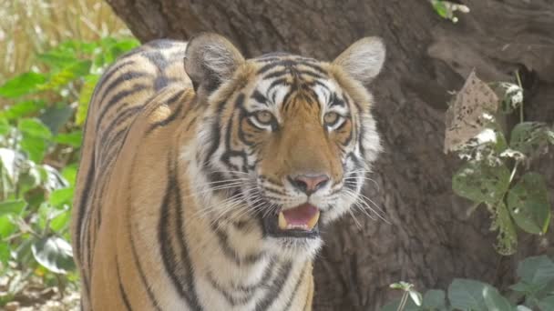 Тигр Стоящий Национальном Парке Рантамбор Индия — стоковое видео