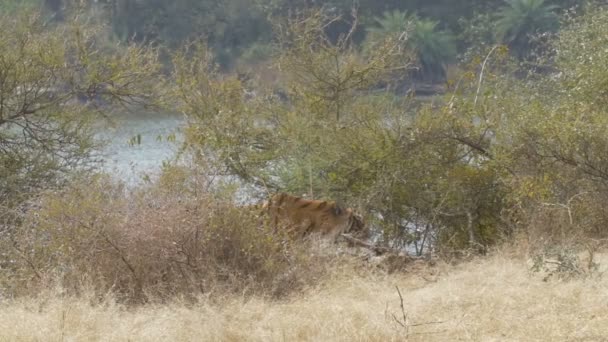 Tiger Gångavstånd Bakom Träd Ranthambore Nationalpark Indien — Stockvideo