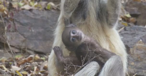 Langur Bebé Con Madre Ranthambore Parque Nacional India — Vídeo de stock