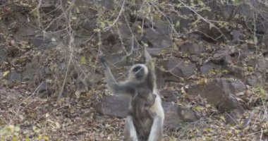 Langur Bebek annesi ranthambore Milli Parkı, Hindistan ile