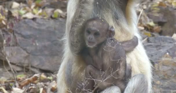 Langur bébé avec mère dans le parc national ranthambore, Inde 
