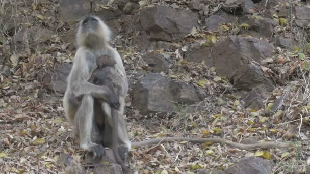 Langur Bebek Annesi Ranthambore Milli Parkı Hindistan Ile — Stok video