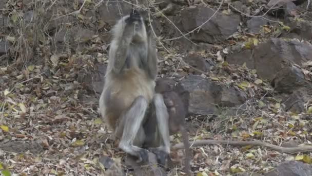 Langur Utfodring Baby Ranthambore Nationalpark Indien — Stockvideo