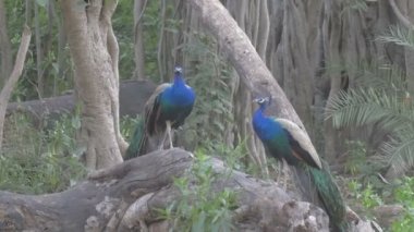 Hint Peafowls ranthambore Ulusal Park, Hindistan