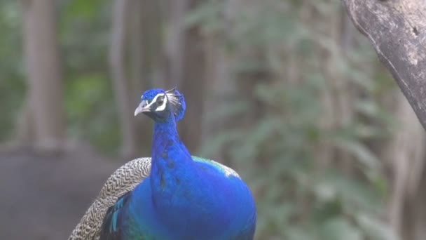 Peafowl indien dans le parc national ranthambore, Inde 