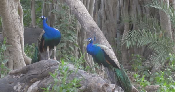 Peafowls Indios Parque Nacional Ranthambore India — Vídeo de stock