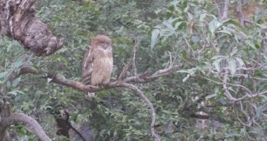 Ranthambore Milli Parkı, Hindistan ağacında üzerinde kahverengi balık baykuşu duran
