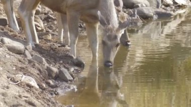 Sambar geyiği ranthambore Ulusal Park, Hindistan su birikintisinin içme