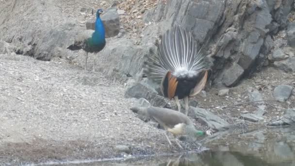 Indiska Peafowls Dricka Och Promenader Nära Vattenhålet — Stockvideo