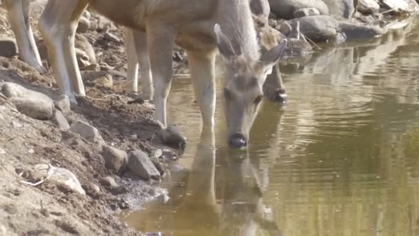 Sambar Deer Πίνοντας Από Waterhole Στο Εθνικό Πάρκο Ρενθάμπορι Ινδία — Αρχείο Βίντεο