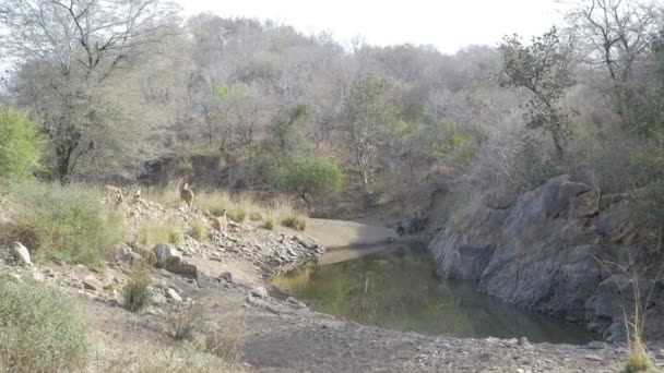 Ranthambore 国家公园的水洞 — 图库视频影像