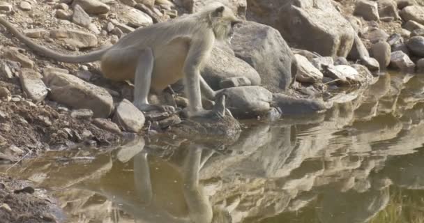 Langur Dricka Vattenhålet Ranthambore Nationalpark Indien — Stockvideo