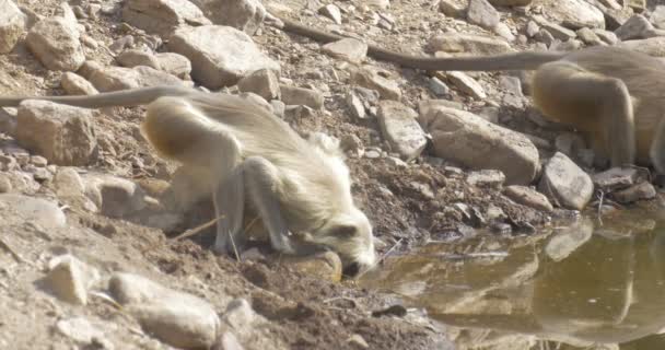 Langurs Drinking Waterhole Ranthambore National Park India — Stock Video