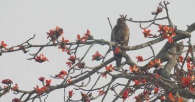 Ranthambore Milli Parkı, Hindistan ağacında kartal kaziranga ayakta tespit