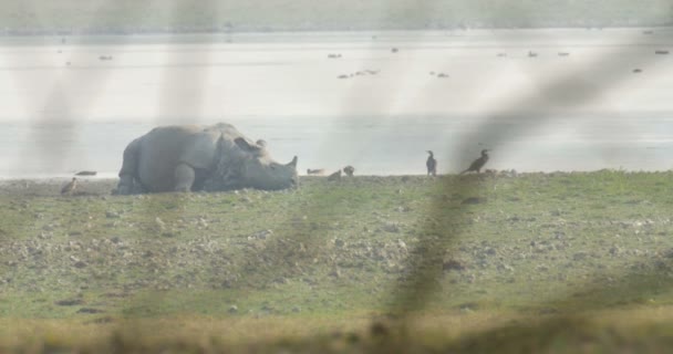 Asiatisches Nashorn Ruht Ufer Rantambore Nationalpark Indien — Stockvideo