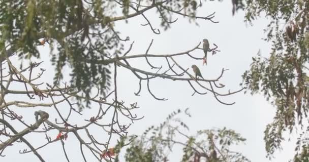 Alexandrine Parakeets Piedi Rami Nel Parco Nazionale Ranthambore India — Video Stock