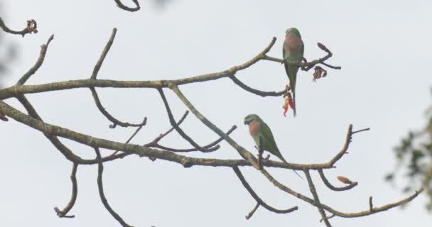 Alexandrinensittiche Stehen Auf Ästen Rantambore Nationalpark Indien — Stockvideo