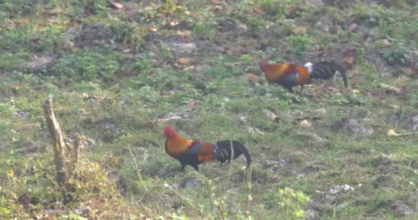 Volailles Jungle Dans Parc National Ranthambore Inde — Video