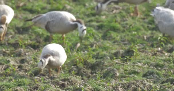 Bar Headed Geese Feeding Ranthambore National Park India — Stock Video