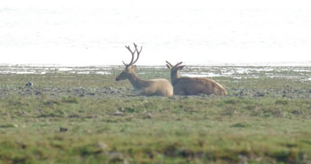 Blick Auf Sumpfhirsche Rantambore Nationalpark Indien — Stockvideo