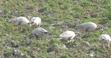 Bar ranthambore ulusal park, Hindistan besleme kazlar başlı