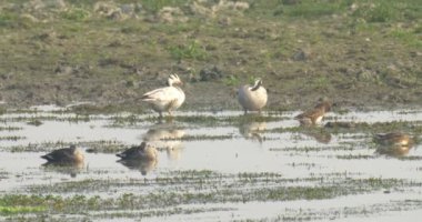 Kaz su, ranthambore Milli Parkı, Hindistan bar başlı