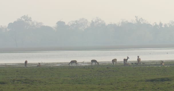 Veduta Dei Cervi Della Palude Nel Parco Nazionale Ranthambore India — Video Stock