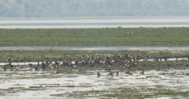 Pintails çamur, ranthambore Milli Parkı, Hindistan