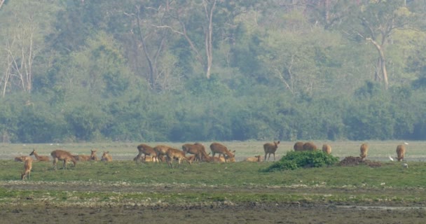 Προβολή Του Βάλτο Ελάφια Στο Εθνικό Πάρκο Ρενθάμπορι Ινδία — Αρχείο Βίντεο