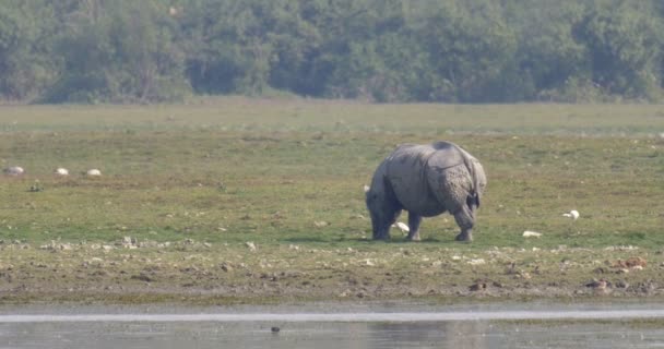Selvagem Asiática Rhino Ranthambore Parque Nacional Índia — Vídeo de Stock