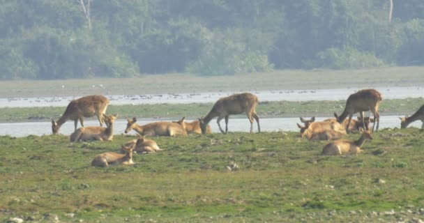 Cerfs des marais se reposant au parc national ranthambore, Inde 