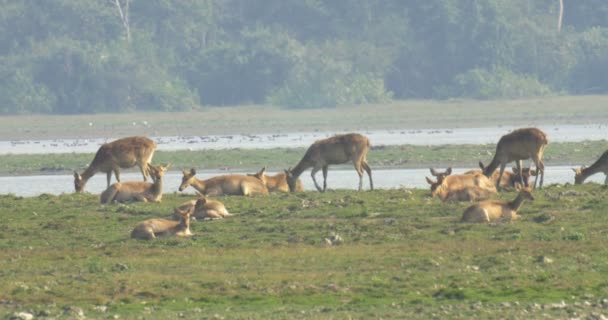 Ciervos Del Pantano Descansando Parque Nacional Ranthambore India — Vídeos de Stock