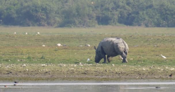 Vahşi Asya Gergedan Ranthambore Ulusal Park Hindistan — Stok video