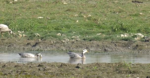 Bar Headed Geese Ranthambore National Park India — Stock Video