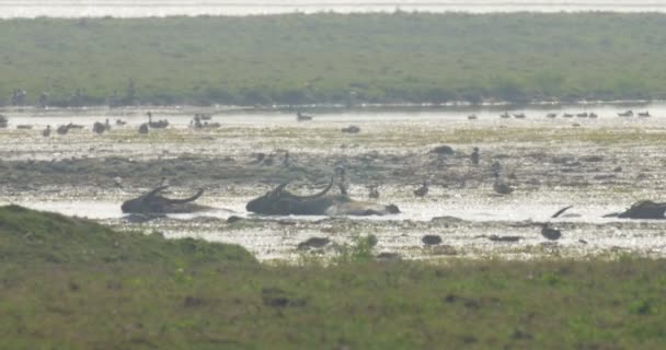 Buffalos Agua Salvaje Parque Nacional Ranthambore India — Vídeo de stock