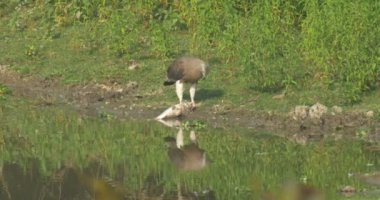 Gri başlı deniz kartal, ranthambore Milli Parkı, Hindistan