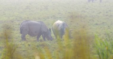 Asya gergedanlar otların arasında ranthambore Milli Parkı, Hindistan otlatma