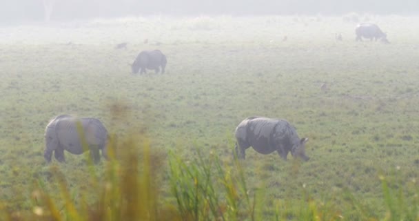 Ασιατικές Ρινόκεροι Βόσκουν Χορτάρι Στο Εθνικό Πάρκο Ρενθάμπορι Ινδία — Αρχείο Βίντεο