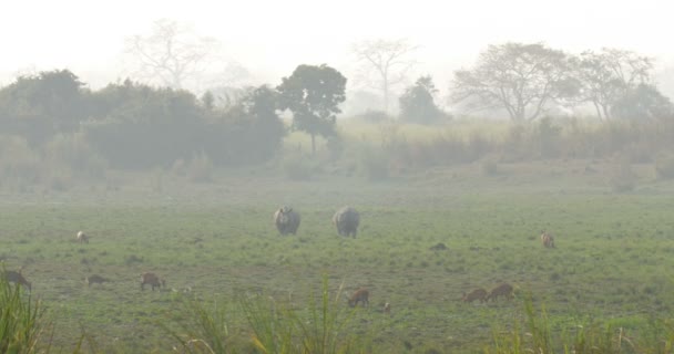 Азиатские Носороги Пасущиеся Траве Национальный Парк Рантамбор Индия — стоковое видео