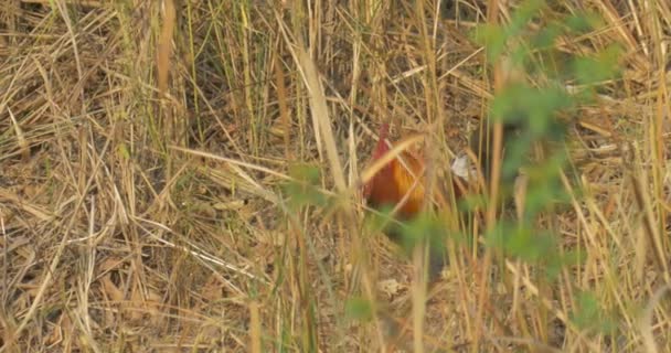 Jungle Fowl Ranthambore Nationalpark Indien — Stockvideo