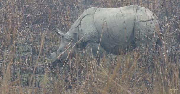 Vilda Asiatiska Rhino Ranthambore Nationalpark Indien — Stockvideo