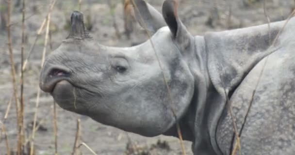 Salvaje Asiático Rinoceronte Ranthambore Parque Nacional India — Vídeo de stock