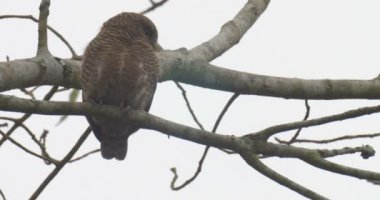 Owlet ağacı, ranthambore Milli Parkı, Hindistan çubuklu