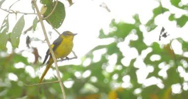Scarlet Minivet dal üzerinde oturan kuş